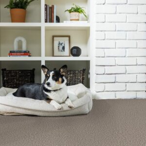 Pet friendly carpet | Carpet Collection